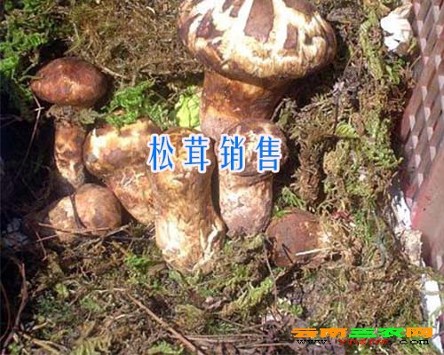 松茸销售