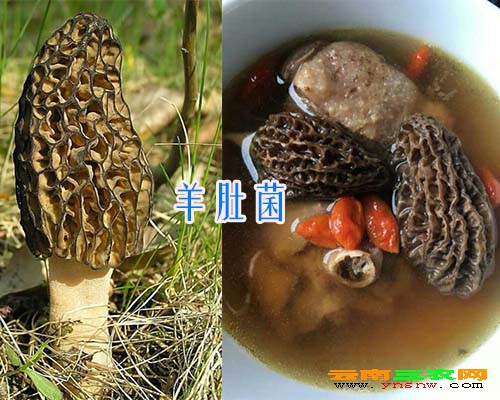 羊肚菌销售