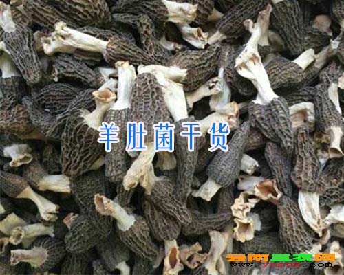 羊肚菌干货