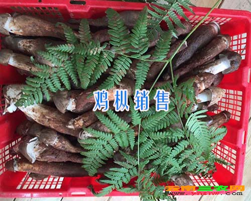 鸡枞销售