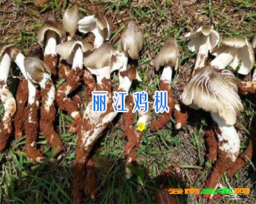 丽江鸡枞