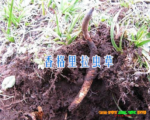 香格里拉虫草