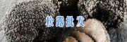 永胜黑松露#丽江黑松露产地销售_云南松露供应信息