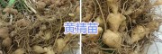 昆明滇黄精种子销售#滇黄精种苗供应—云南六众生物科技