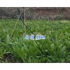 高度15cm以上白芨苗_云南白芨种苗18213402918