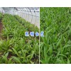 昆明药材种苗：供应楚雄、曲靖紫花白芨驯化苗、天冬苗