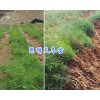 嵩明高产天门冬苗-昆明天门冬苗基地直销_云南天冬供应