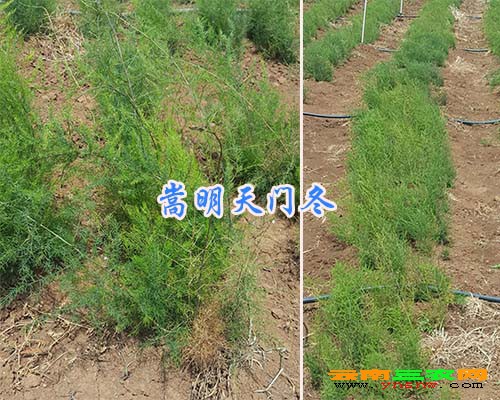 嵩明天门冬