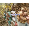 云南菜姜批发-罗平菜姜销售/菜姜姜种供应