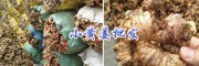 罗平鲜姜、批发生姜报价——曲靖黄姜供应商