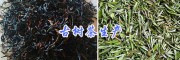 古树茶云南哪里便宜？红河县古树茶批发价_森林纯农特产品