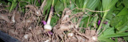云南白芨苗批发报价-白芨育苗基地/紫花白芨种植管理
