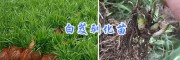 红河/玉溪白芨组培苗_白芨种子发芽处理