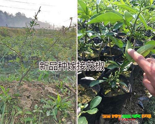 新品种嫁接花椒