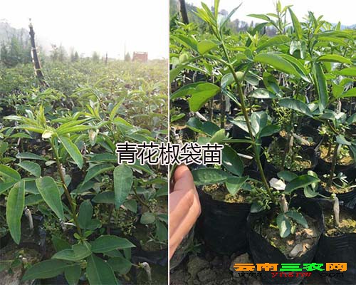 青花椒袋苗