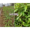 云南九叶青花椒苗基地：正宗九叶青花椒树销售