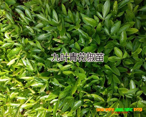 九叶青花椒苗
