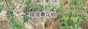 临沧新品种花椒苗*云南青花椒苗嫁接技术*新品种青花椒