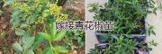 嫁接青花椒苗价格报价13887043679