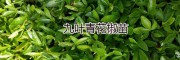 九叶青花椒特点*云南九叶青花椒苗价格