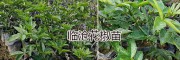 供应大理、普洱、保山青花椒苗：新品种嫁接青花椒&九叶青花椒