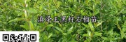黑籽石榴苗批发—云南黑籽石榴苗研究基地_高老庄黑籽石榴