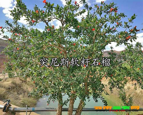 突尼斯软籽石榴