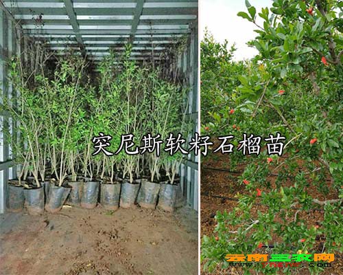 突尼斯软籽石榴苗