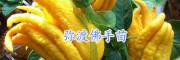 哪里佛手苗多？ 佛手袋装苗批发
