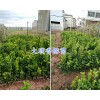 香橼袋苗多少钱#大理香橼苗木基地-香橼苗批发价格