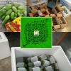 生芒果批发*保山老品种芒果产地_云南芒果品种