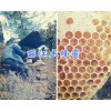 丽江哪里土蜂蜜多？蜜蜂养殖场蜂蜜直销400-6633-626
