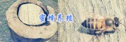 5月云南土蜂蜜货源-丽江蜜蜂养殖场-蜂蜜销售