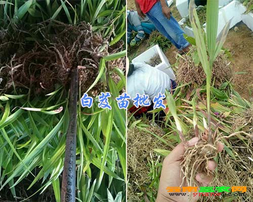 白芨苗批发