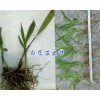 产地德宏白芨苗-紫花白芨种植*四川中药材种植网