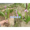 云南白芨种苗#1000余万株白芨苗-四川中药材种植网
