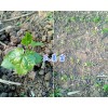 瓜蒌苗一棵多少钱*瓜蒌苗批发报价_产地四川瓜蒌苗