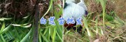 南充哪里销售白芨种苗/四川白芨苗、芒市白芨基地