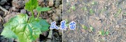 哪有9号瓜蒌苗*南充瓜蒌苗/天花粉种苗批发价