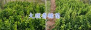 香橼果哪里多？大理香橼水果出售*香橼上市预定
