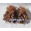 龙胆草价格—云南龙胆草-高海拔龙胆草批发