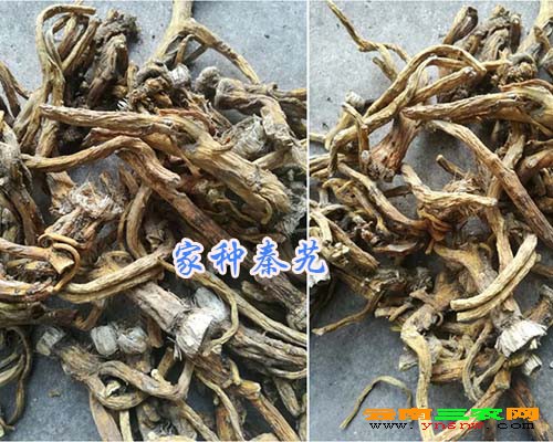 家种秦艽