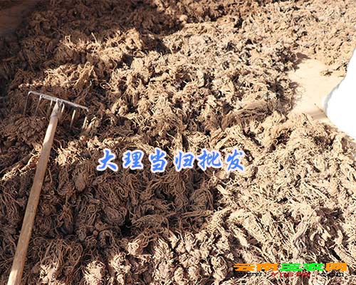 大理当归批发