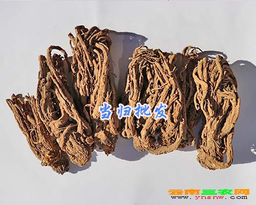 当归批发