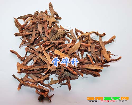 骨碎补