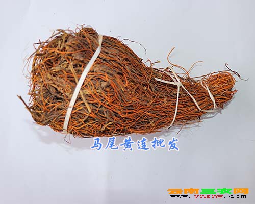 马尾黄连批发