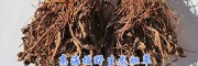 高海拔龙胆草-大理龙胆草—云南龙胆草批发商