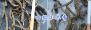 药厂投料货木香&云南木香统货价格-四级小木香出售