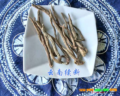 云南续断