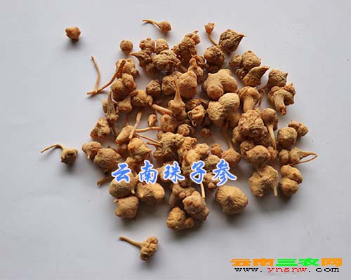 云南珠子参
